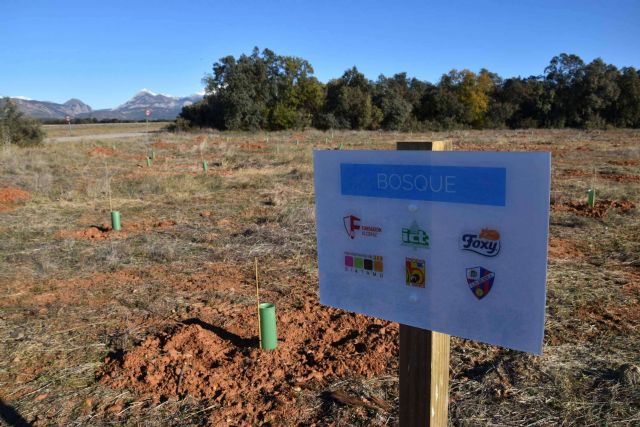 Beneficios de los planes de RSC medioambientales, la plantación de árboles y apadrinamiento de bosques - 1, Foto 1