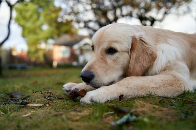 DeMascotas ofrece consejos para cuidar la salud de los perros en otoño - 1, Foto 1