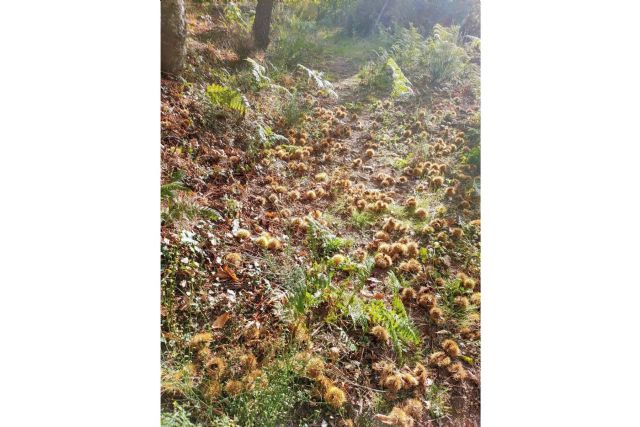 Vive Baños de Montemayor, un espacio para celebrar el Otoño Mágico - 1, Foto 1