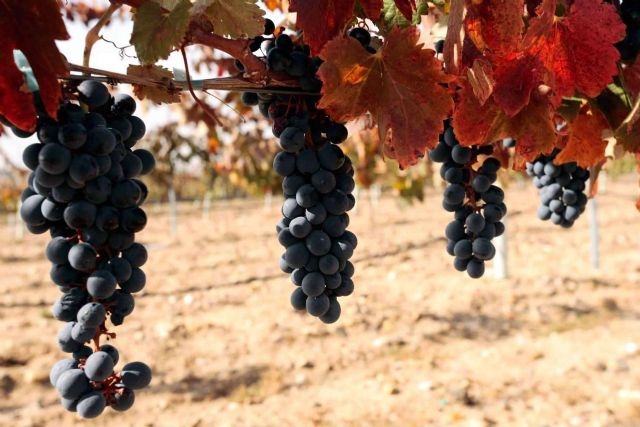 Los 5 vinos de reserva natural que no pueden faltar en la mesa, por Barcolobo - 1, Foto 1