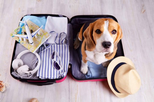 La importancia de contar con un seguro de viaje para mascotas, por Coverontrip - 1, Foto 1