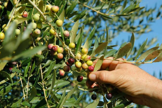 Las aceitunas arbequinas y la salud - 1, Foto 1