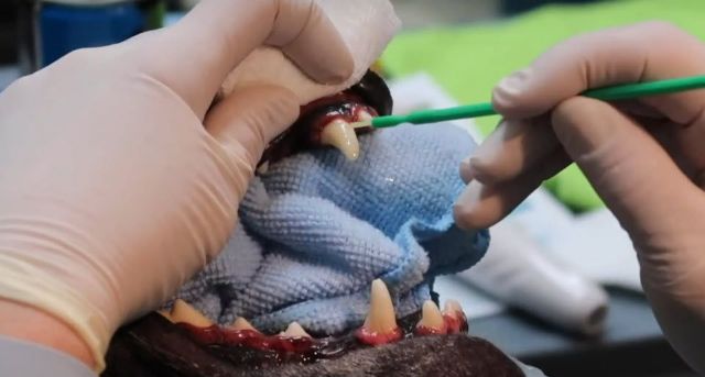 Veterizonia aplica las últimas tecnologías para tratar enfermedades cutáneas y periodontales en mascotas - 1, Foto 1