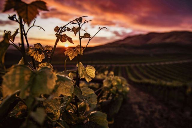 Cómo la tecnología aumenta la calidad de los vinos - 1, Foto 1