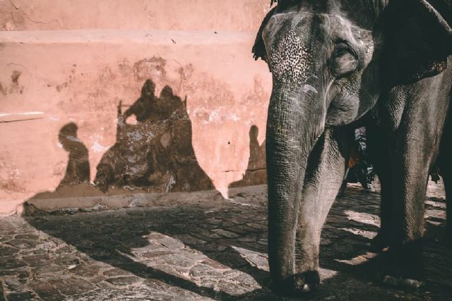 Se presenta el primer informe sobre el patrimonio animal y el turismo para alertar de este problema creciente - 1, Foto 1