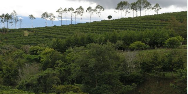 Etiopía produce el mejor café sostenible del mundo - 1, Foto 1