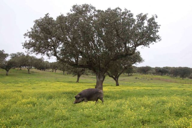 Don Ibérico es una compañía sostenible de jamón de bellota de calidad - 1, Foto 1