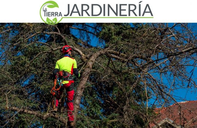 La Tierra Jardinería: Poda de árboles altos, mejor acudir a expertos - 1, Foto 1