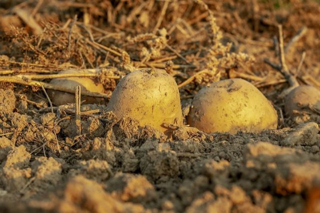 Durante el mes de diciembre es fundamental preparar la tierra para la próxima siembra de patata, según Monti - 1, Foto 1