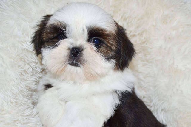 Las recomendaciones de Gallumar para la salud, higiene y peluquería de los cachorros shih tzu - 1, Foto 1