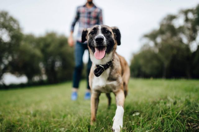 MascotaPerdida112 indica cómo encontrar a un perro perdido - 1, Foto 1