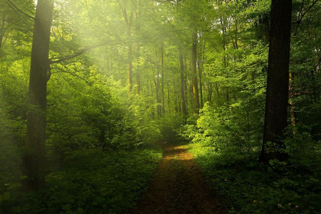 El INFO desarrolla una estrategia de sostenibilidad para apoyar a las empresas en gestión medioambiental y ahorro energético - 1, Foto 1