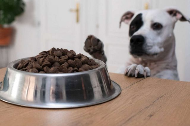 Ginqo dispone de un nuevo pienso hipoalergénico para evitar problemas de salud en perros y gatos - 1, Foto 1