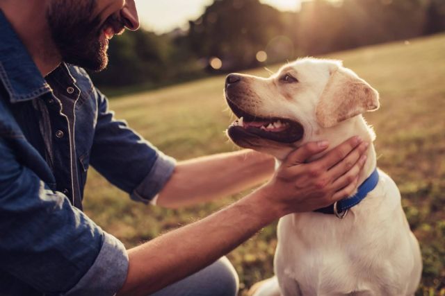 La necesidad de una buena alimentación para los perros y gatos que están en centros de acogida, con CaniAusa - 1, Foto 1