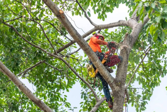 Tala de árboles, poda de palmeras y mantenimiento de jardines, de la mano de Podarama - 1, Foto 1