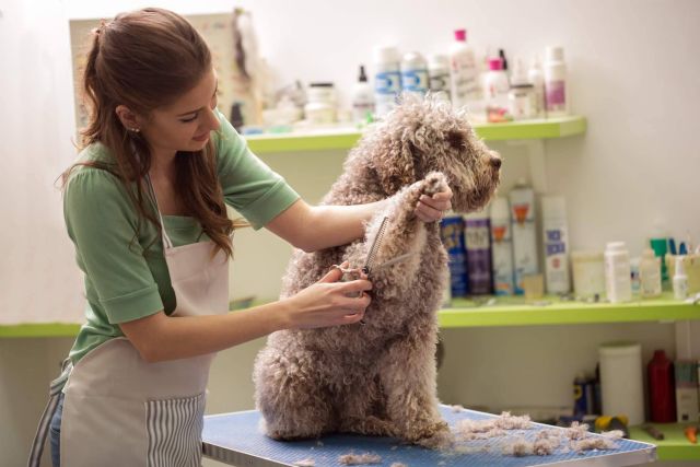 Los dueños cometen algunos errores en el cuidado de sus perros, por Pelitos Peluquería Canina - 1, Foto 1