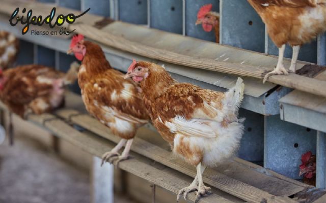 Pienso ecológico para pollos, una alternativa saludable y sostenible para productores y consumidores, según Bifeedoo - 1, Foto 1