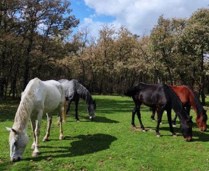 Una infusión de CaféTéArte.es ayuda a apadrinar un caballo expolicía en el Santuario Winston - 1, Foto 1