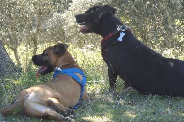 La guardería de día PERROBUENO creada para los amantes de los animales - 1, Foto 1