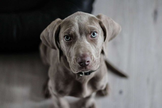 El Perro Feliz presenta ´Bécate´, ofreciendo 6 becas de 7.500 € para emprender un negocio propio - 1, Foto 1