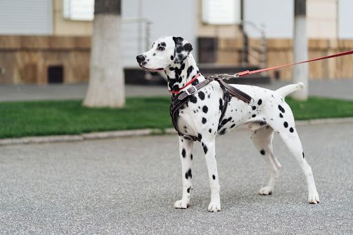 DeMascotas ofrece una guía para adiestrar a un perro sin generar estrés al animal - 1, Foto 1