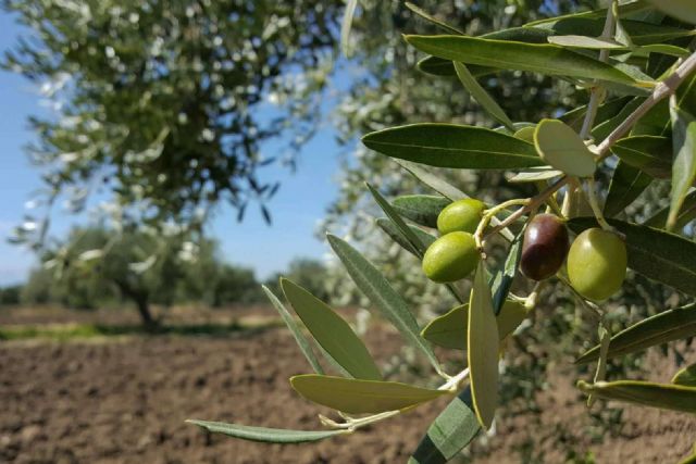 ¿Cuáles son los aceites de oliva extra virgen premiados de Spanish - Oil? - 1, Foto 1