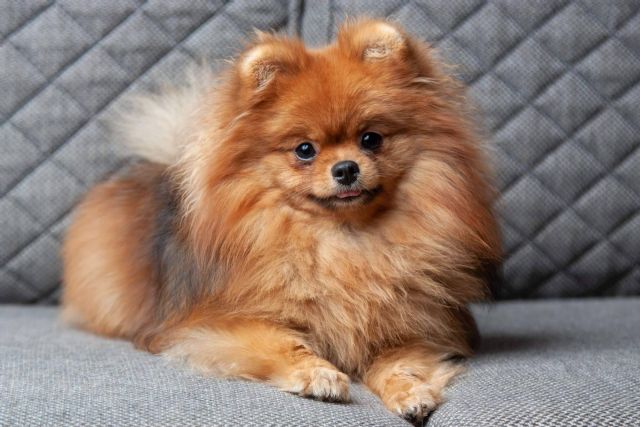 En Cachorros del Valle se pueden encontrar varios Pomerania - 1, Foto 1