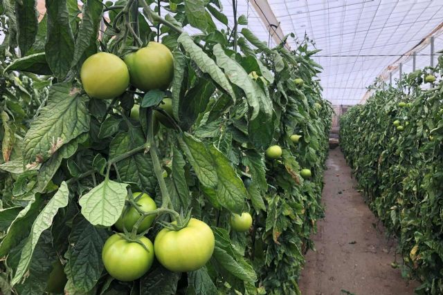 La tecnología de ITC para aumentar el rendimiento del cultivo - 1, Foto 1