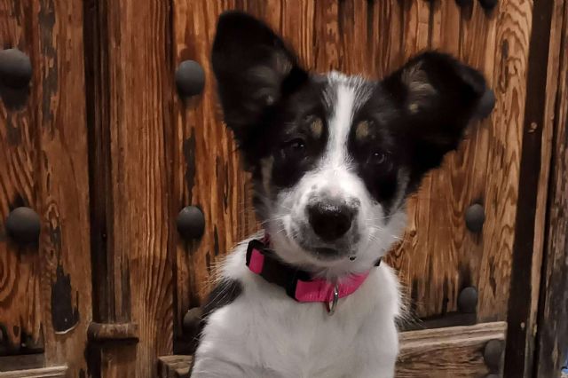 La importancia de educar a un perro desde cachorro, con Asociación Española de Perros de Apoyo - 1, Foto 1