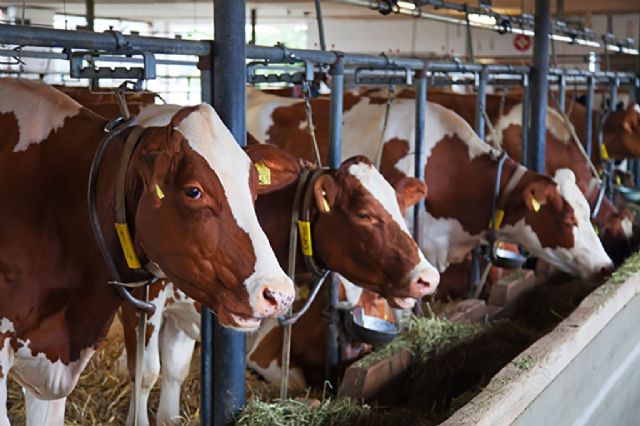 Publicada la nueva normativa para mejorar el bienestar animal en las granjas - 1, Foto 1