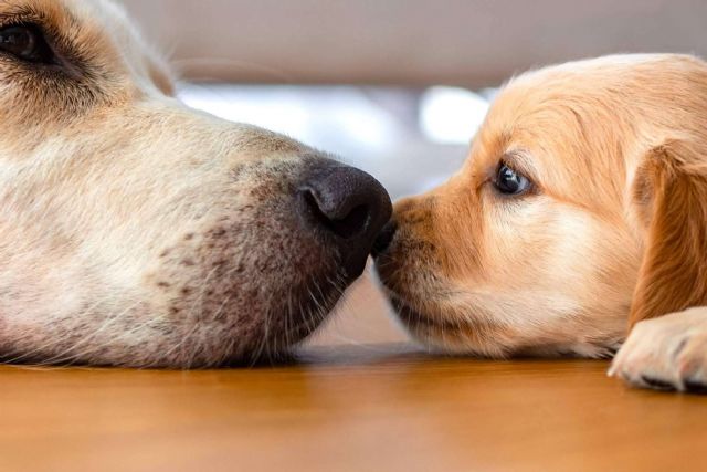 Todo lo que se debe saber del nuevo seguro de mascotas obligatorio en la Ley de Bienestar Animal - 1, Foto 1