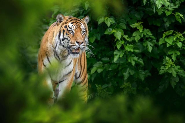 El proyecto de realidad aumentada de Lucatia, Metapark ZOO - 1, Foto 1