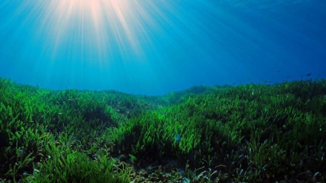 Aprobada la primera metodología de contabilidad del carbono para la conservación del medio marino - 1, Foto 1