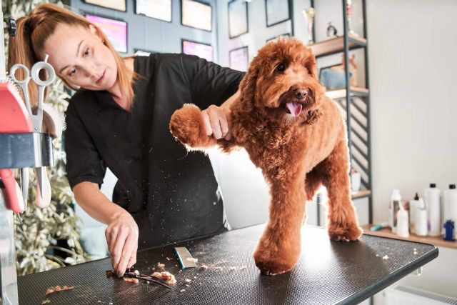 La importancia de los cuidados estéticos para las mascotas, por Perrukings - 1, Foto 1