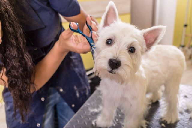 Perrukings sobre las ventajas de contratar los servicios de una peluquería canina - 1, Foto 1