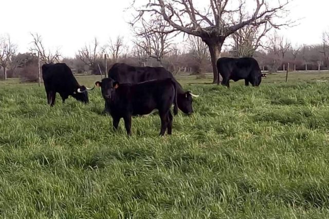 La firma Ternera del Bajo Tormes produce y comercializa carne de ternera ecológica - 1, Foto 1