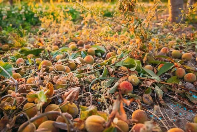 ¿Cuáles son las consecuencias del granizo para la agricultura?, por Grupo SPAG - 1, Foto 1