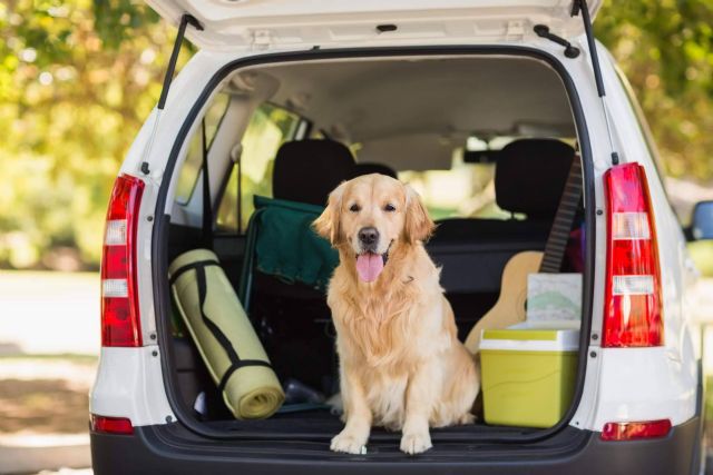 Aspectos a tener en cuenta cuando se viaja con un perro - 1, Foto 1