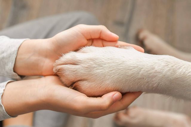 Curso de primeros auxilios para animales de compañía - 1, Foto 1