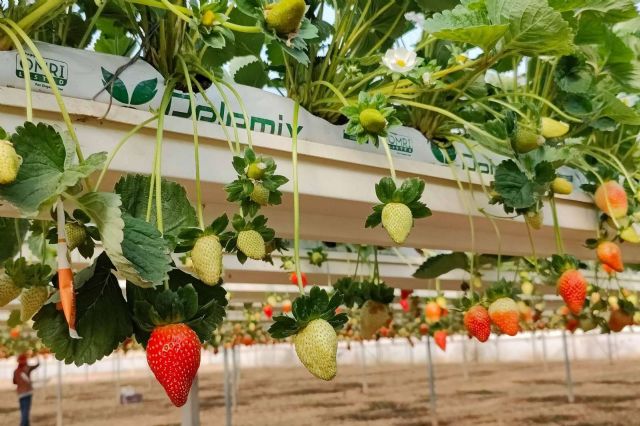 Fibra de coco para cultivos, la especialidad de Pelemix - 1, Foto 1