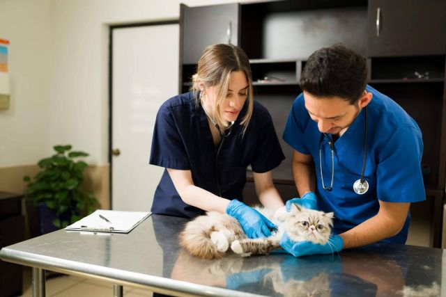 El buscador pet friendly con veterinarios de ADOPTA, la solución perfecta para cuidar de la mascota - 1, Foto 1