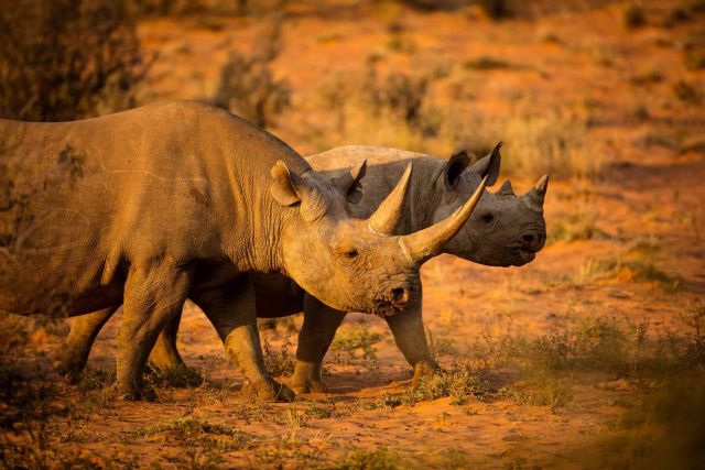 Mantenerse informado sobre las especies en peligro de extinción, con Noticias Ambientales - 1, Foto 1