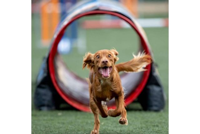 La disciplina deportiva agility canino fortalece el vínculo entre humanos y perros - 1, Foto 1