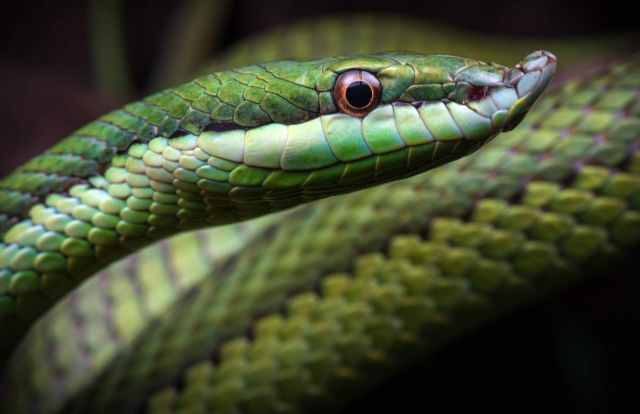 En el centro de cría autorizado SnakeRoom se pueden encontrar serpientes como mascota - 1, Foto 1