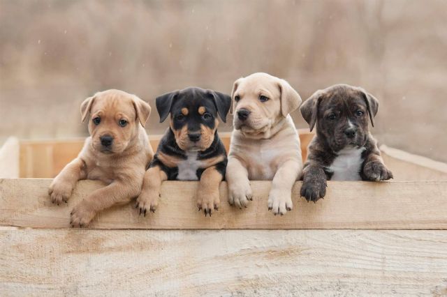 Nuestros Peludos, agrupación de criadores caninos responsables - 1, Foto 1