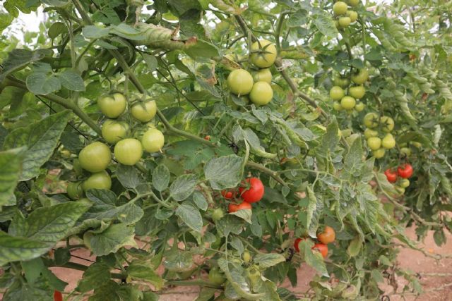 Un fertirriego más productivo, eficiente y sostenible con las bombas dosificadoras - 1, Foto 1