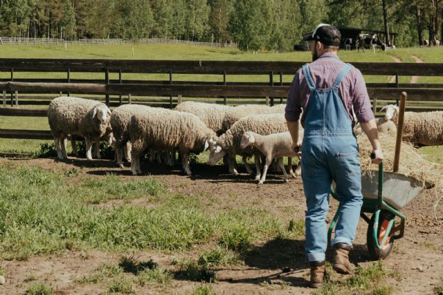 Agricultura, Pesca y Alimentación inicia consulta pública sobre la mesa de coordinación de bienestar animal - 1, Foto 1