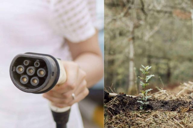 ChargeGuru reforestará un bosque con las instalaciones de puntos de recarga realizadas - 1, Foto 1