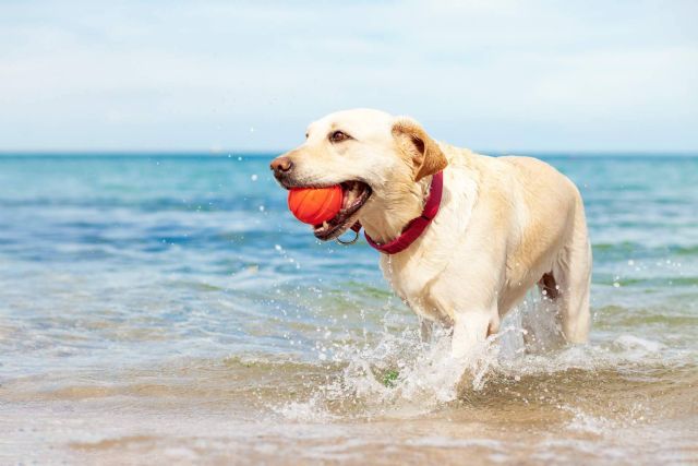 Consejos para planificar las vacaciones cuando hay animales de compañía en la familia - 1, Foto 1