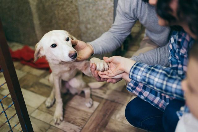 Una alimentación saludable y nutritiva para perros con sensibilidad alimentaria; El increíble pienso hipoalergénico de salmón de ADOPTA - 1, Foto 1